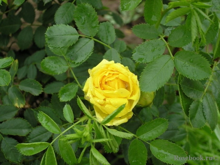 Persian Yellow