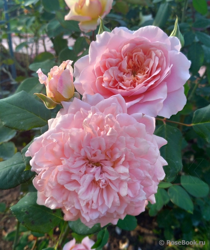 Festival des Jardins de Chaumont