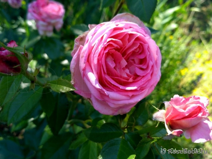 La Rose de Molinard ®