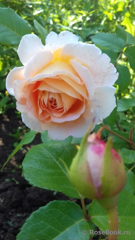 Abraham Darby