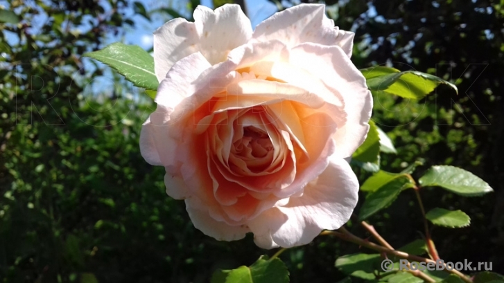 Abraham Darby