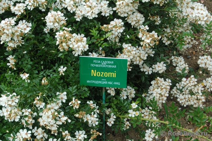 Nozomi