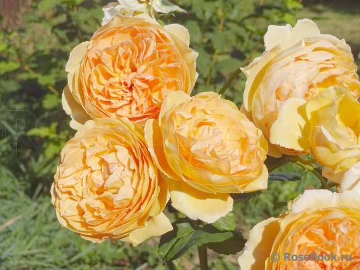 Crown Princess Margareta®