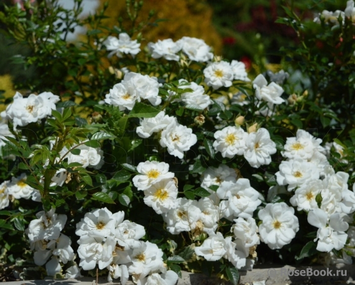 Bees Paradise Rose White