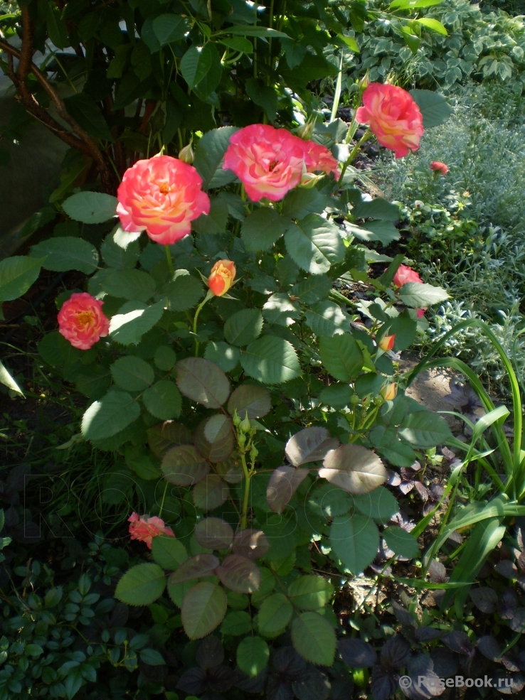 Marseille en Fleurs