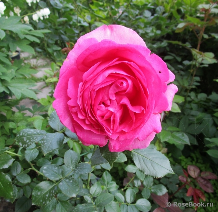 Cyclamen Pierre de Ronsard