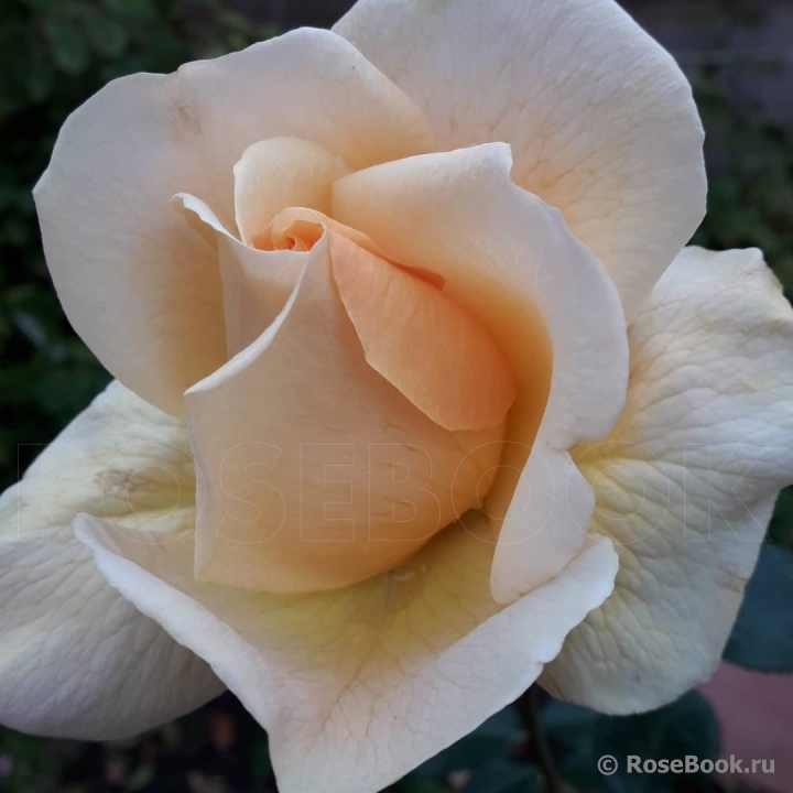 Debbie Phillips Rose