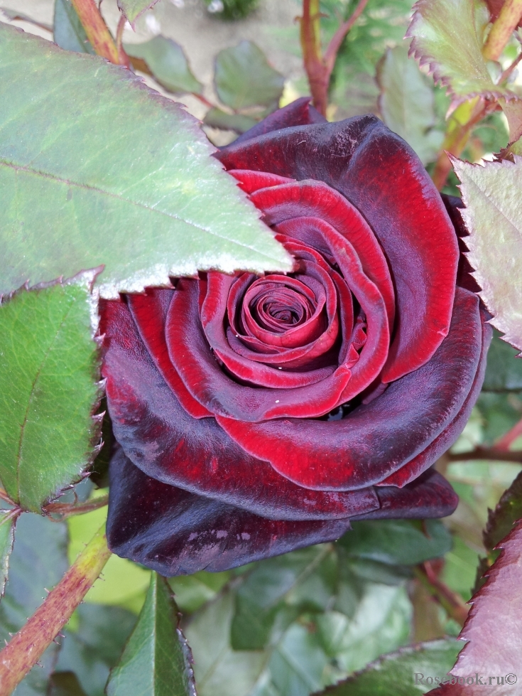 Black Baccara