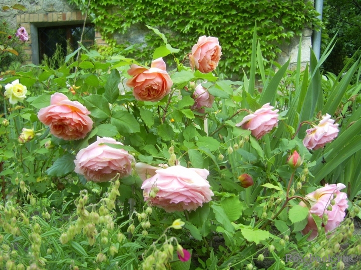 Ginger Syllabub