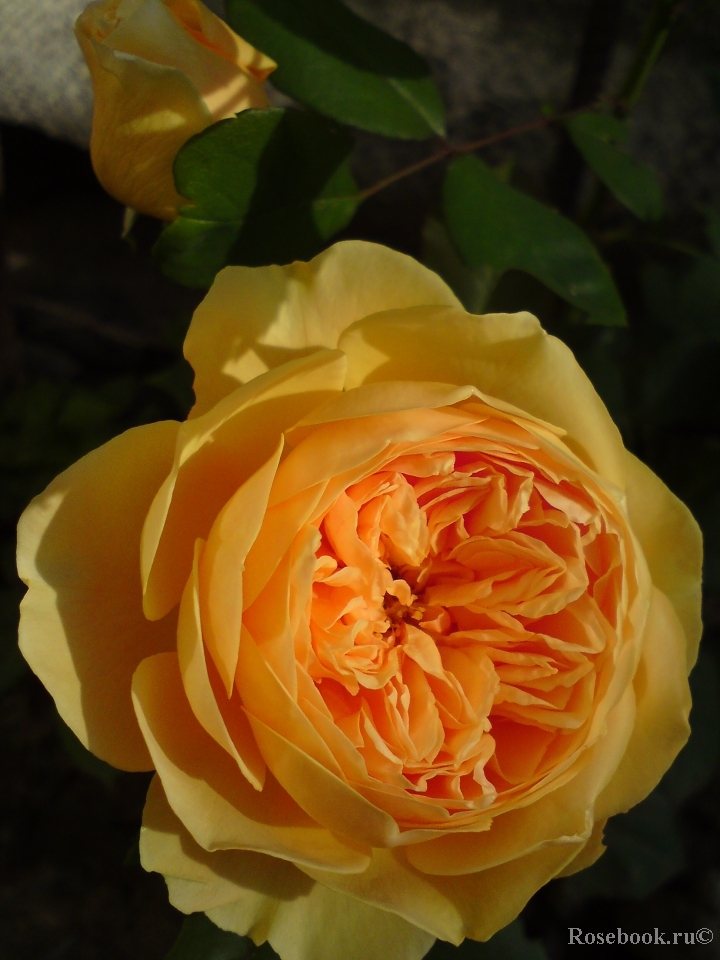 Crown Princess Margareta®