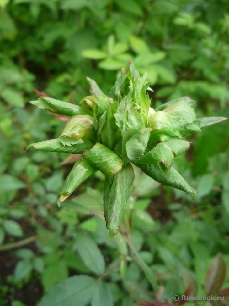 Viridiflora