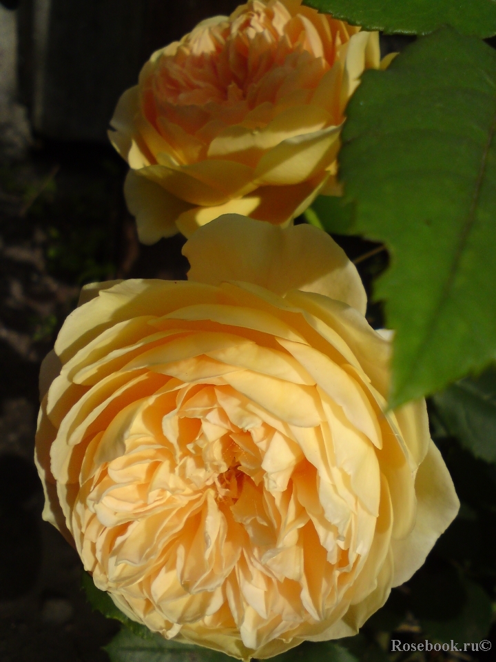 Crown Princess Margareta®