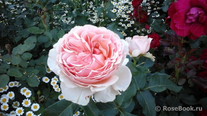 Ambridge Rose 