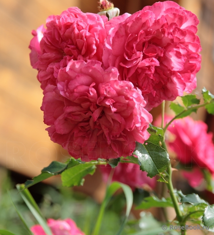 Gertrude Jekyll