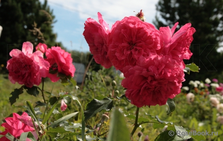 Gertrude Jekyll