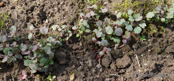 Rosa glauca 