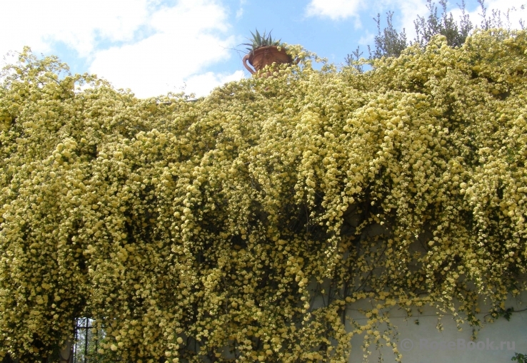 R. banksiae lutea