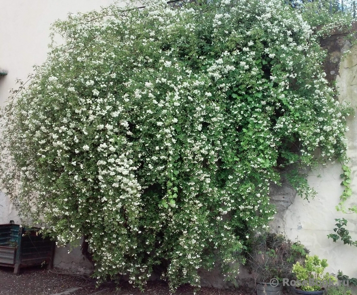 Rosa banksiae alba