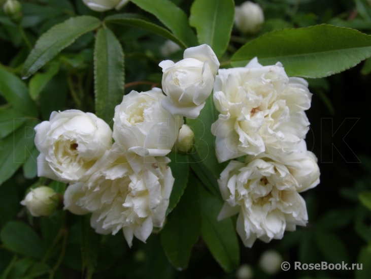 Rosa banksiae alba