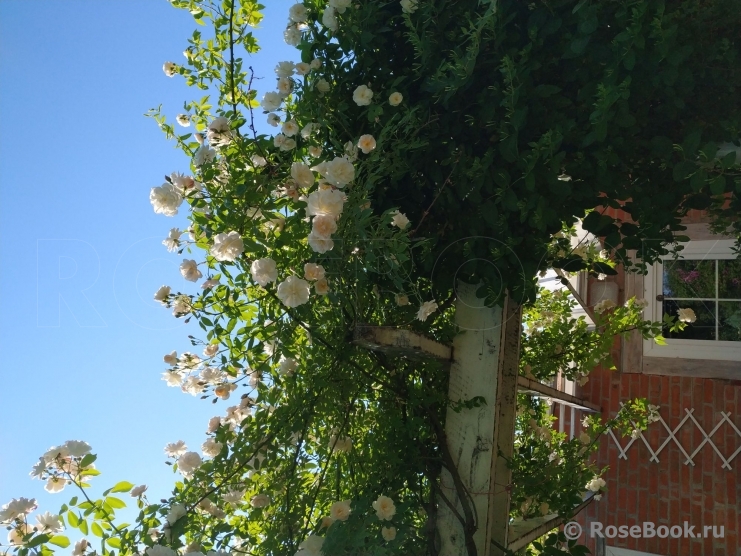 Scarman's Himalayan Musk