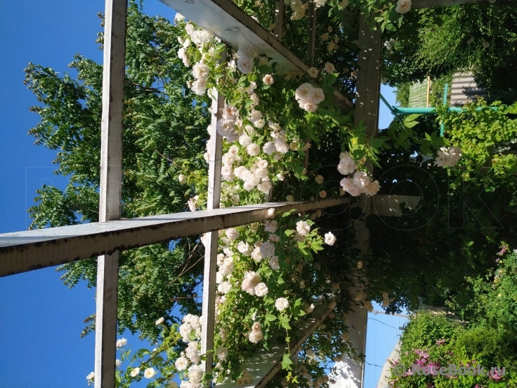 Scarman's Himalayan Musk