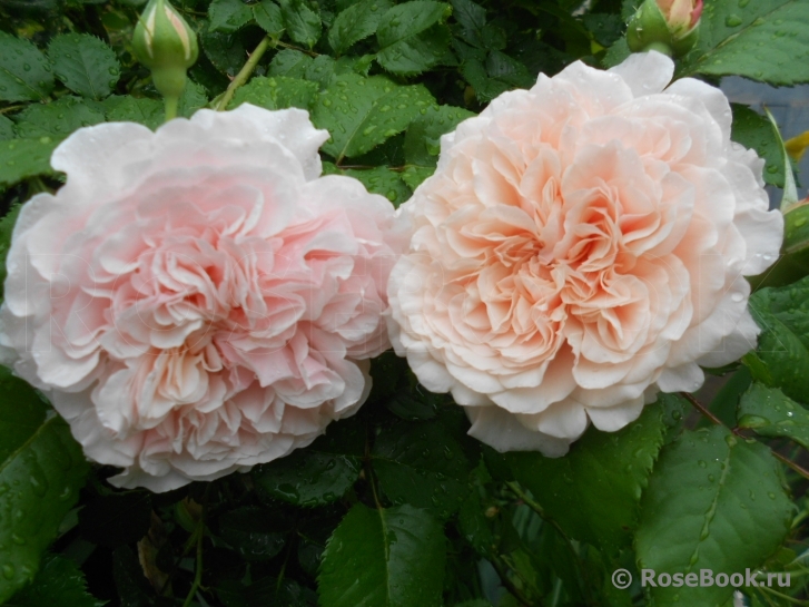 Rose de Tolbiac ®