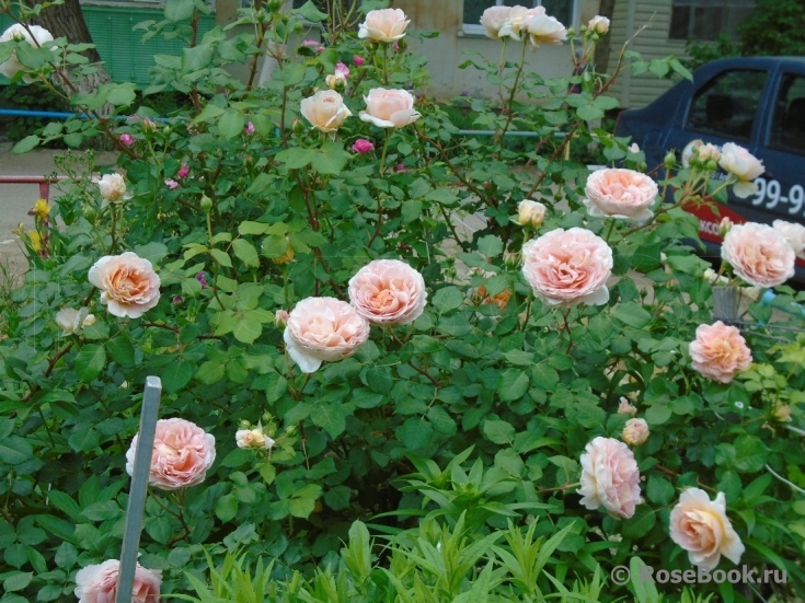 Abraham Darby