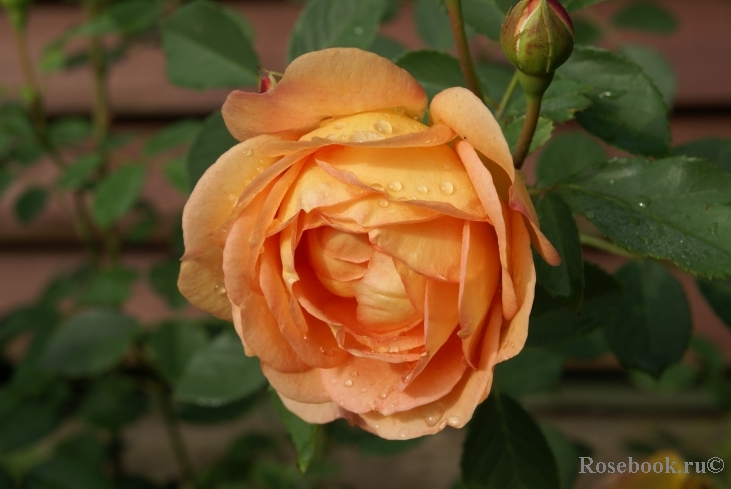 Lady of Shalott 