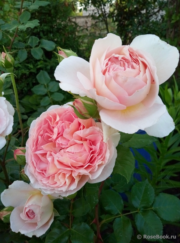 Abraham Darby