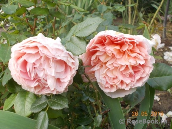 Abraham Darby