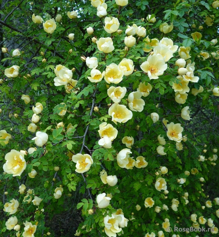 Rosa hugonis 