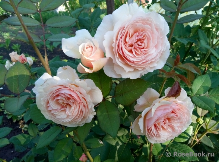 A Shropshire Lad