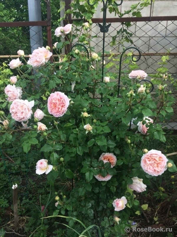 Abraham Darby