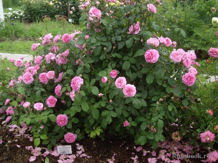 Gertrude Jekyll