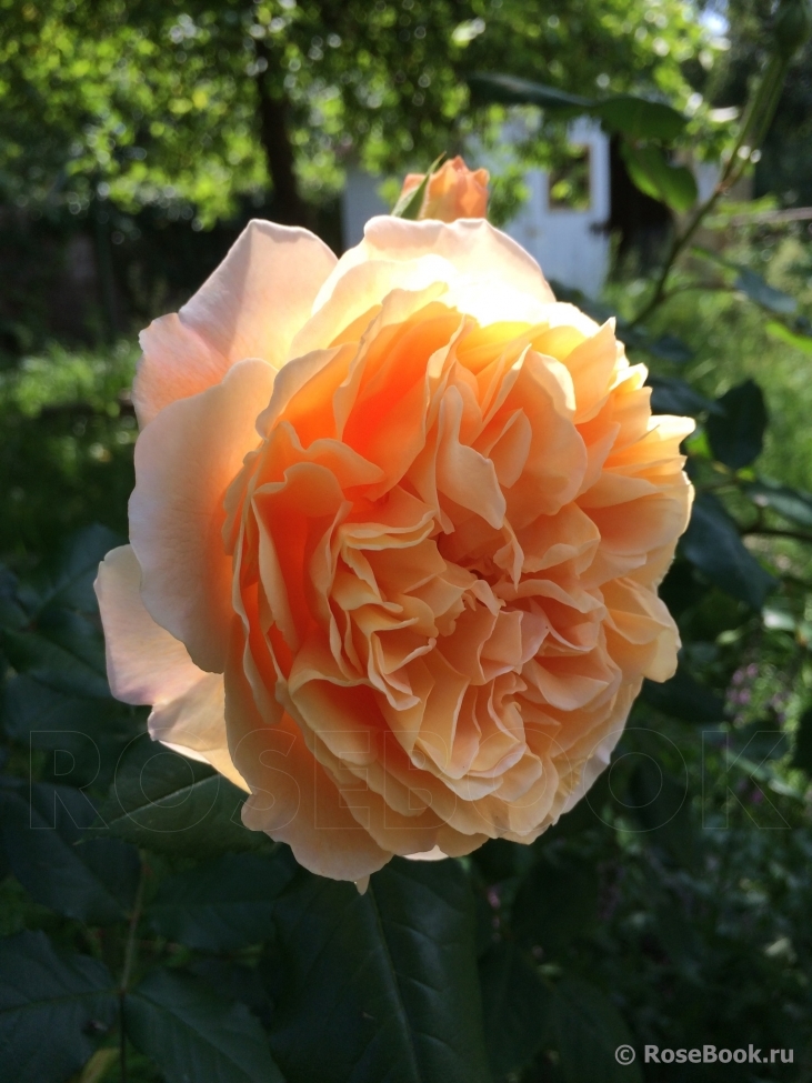 Crown Princess Margareta®