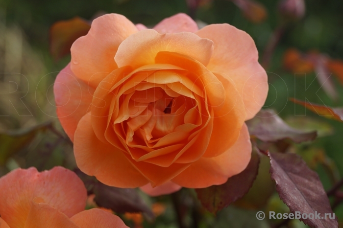 Lady of Shalott 