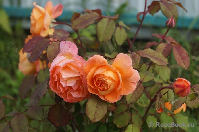 Lady of Shalott 