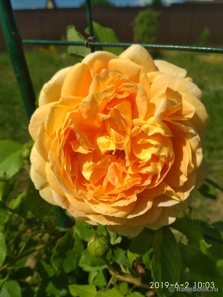 Crown Princess Margareta®