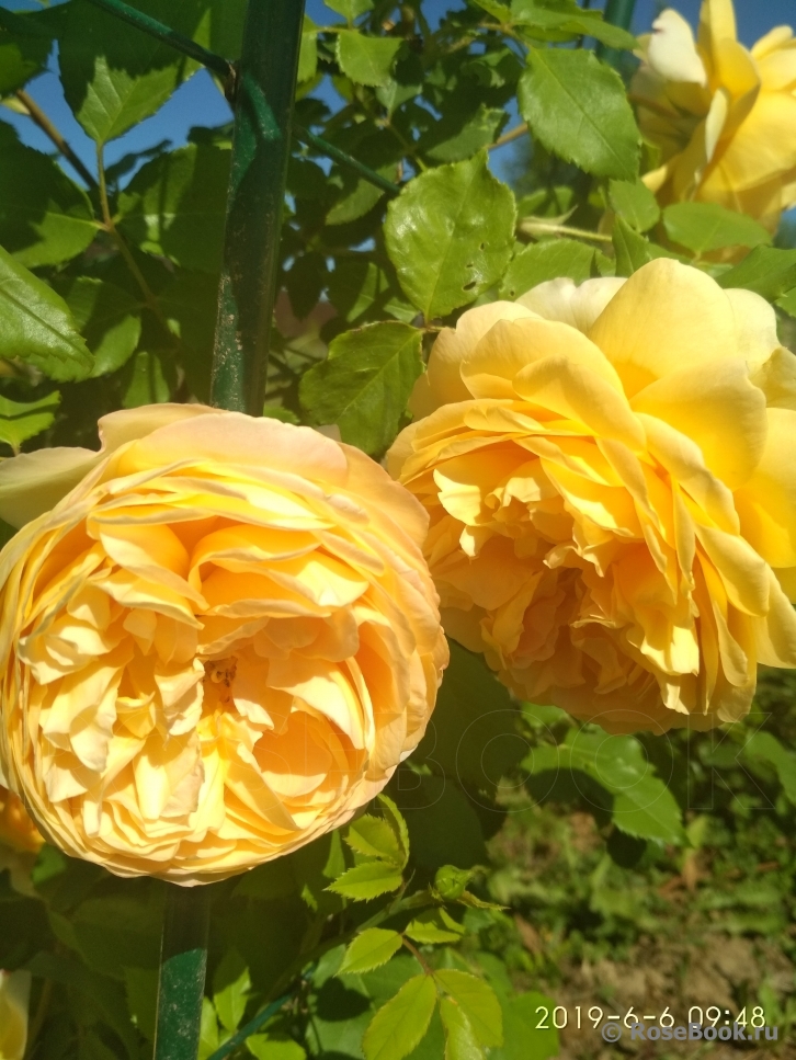 Crown Princess Margareta®