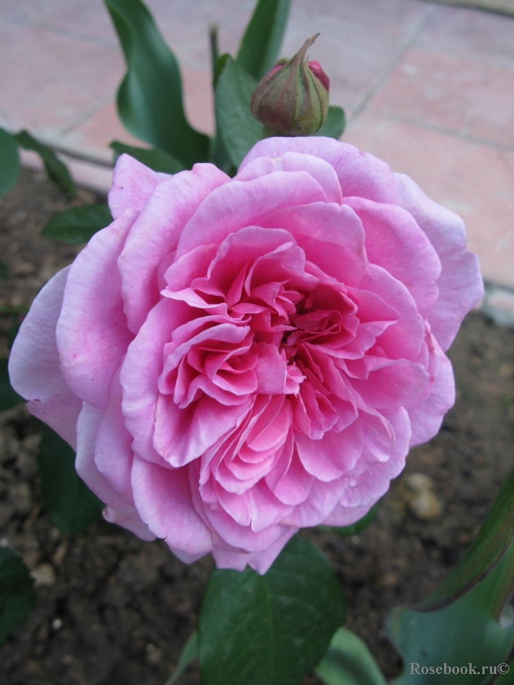 Gertrude Jekyll