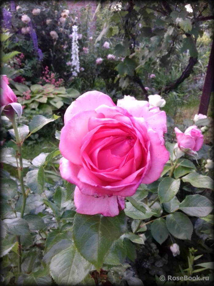 La Rose de Molinard ®