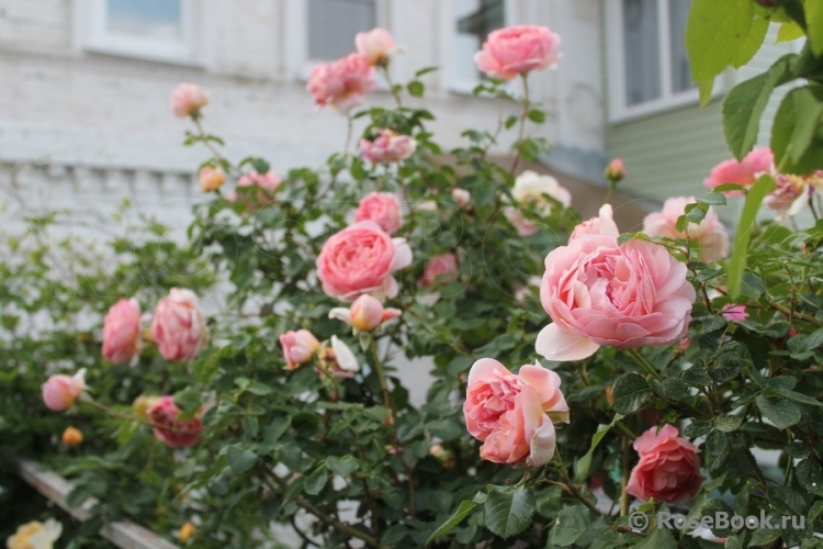 Abraham Darby