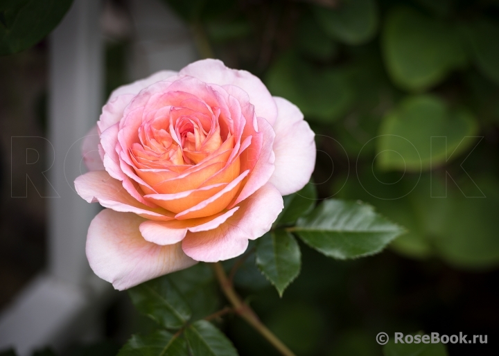 Abraham Darby