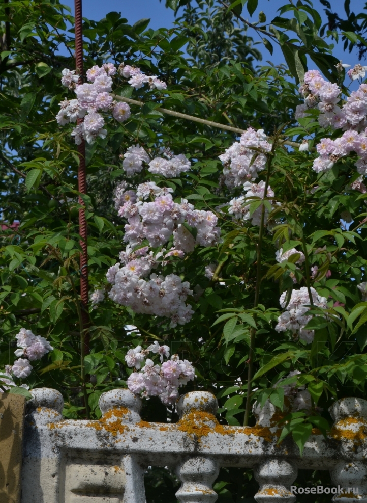 Paul’s Himalayan Musk 