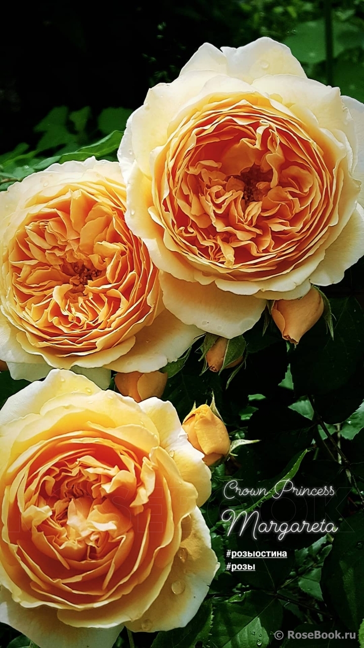 Crown Princess Margareta®