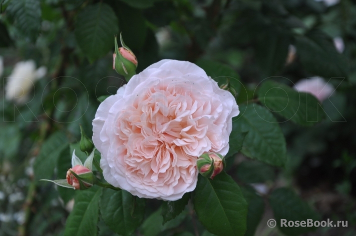 Rose de Tolbiac ®