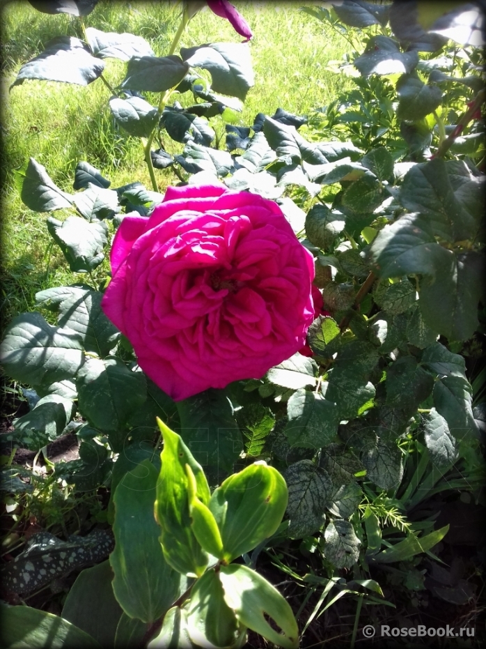 Johann Wolfgang von Goethe Rose®