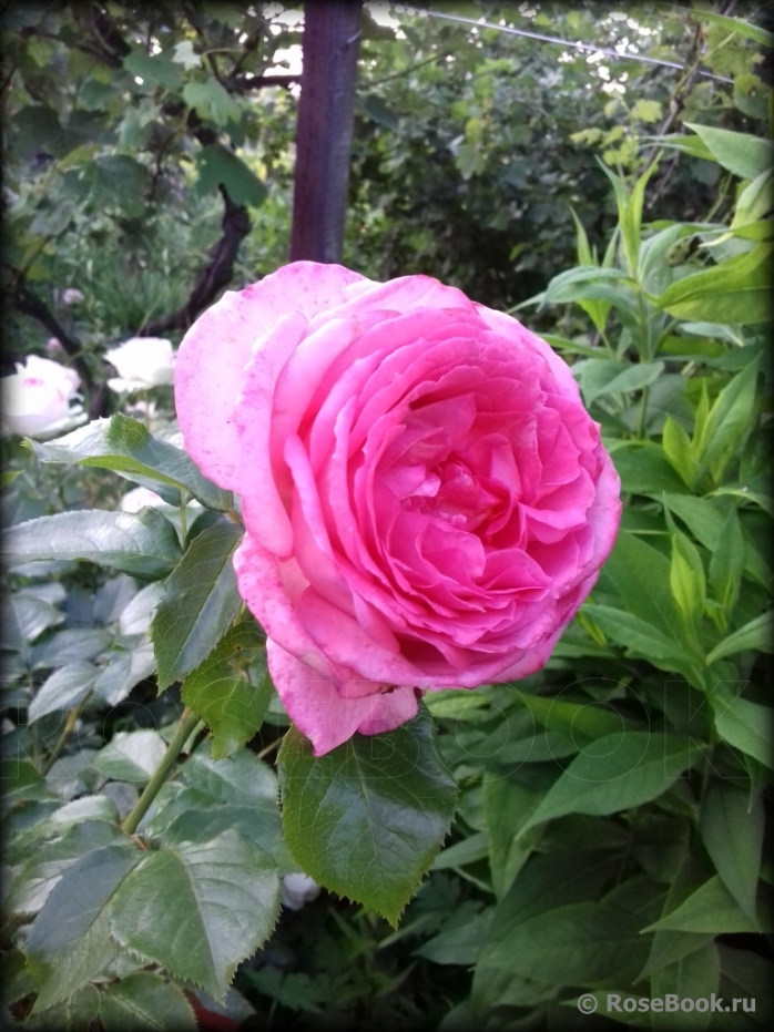 La Rose de Molinard ®