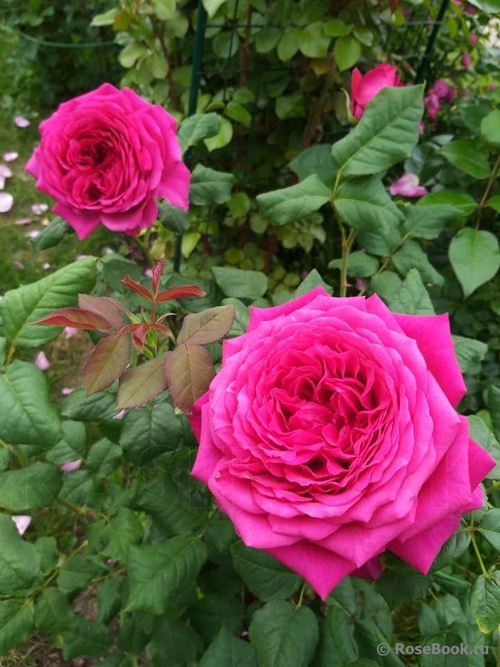 Johann Wolfgang von Goethe Rose®