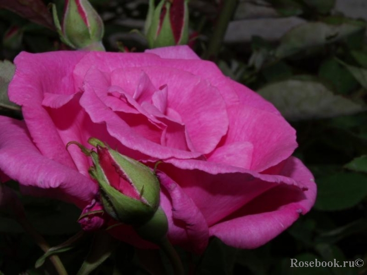 Zephirine Drouhin